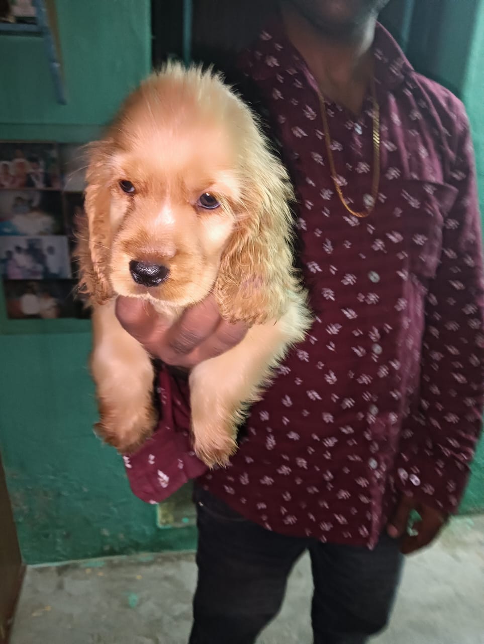 Cocker Spaniel for sale in Hyderabad.