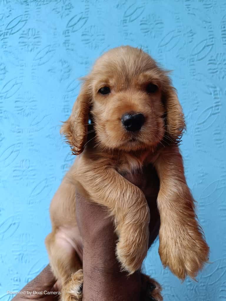 Lovely and KCI Register Cocker Spaniel for sale in Hyderabad.