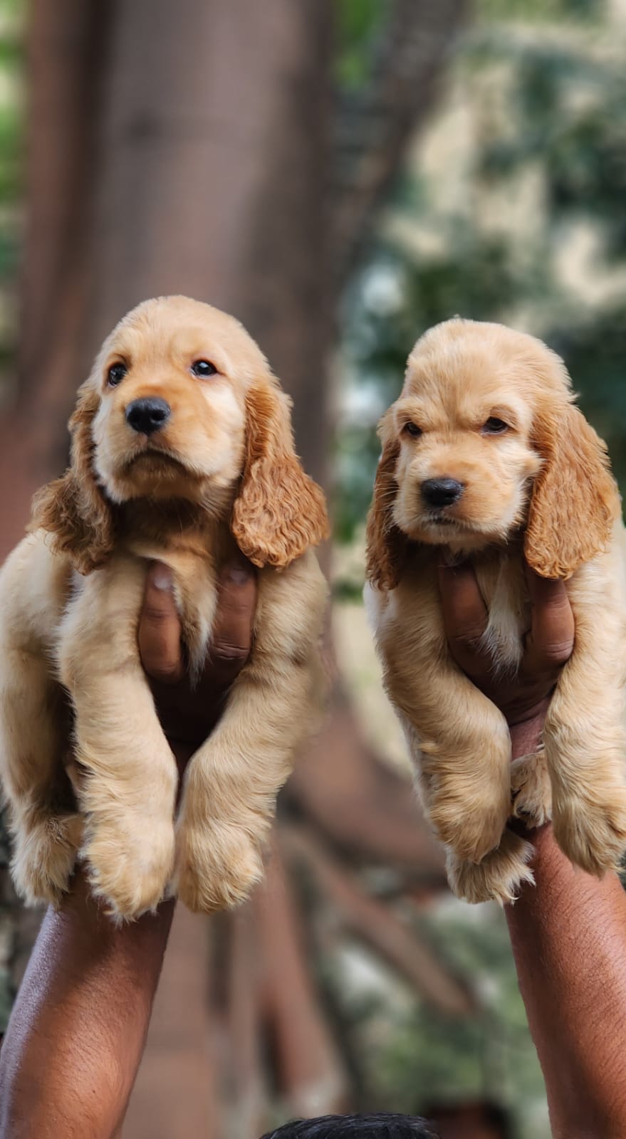 Cocker Spaniel Puppies for sale in Hyderabad.