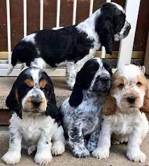 Cocker Spaniel male puppy price in Ahmedabad