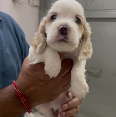 Cocker Spaniel dog kennel in Ahmedabad