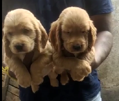 Cocker Spaniel pet store in Ahmedabad