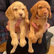 cocker spaniel puppies for sale in bangalore