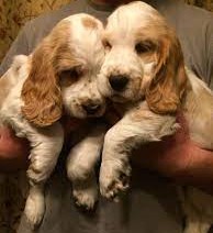 cocker spaniel dog puppy price in bangalore