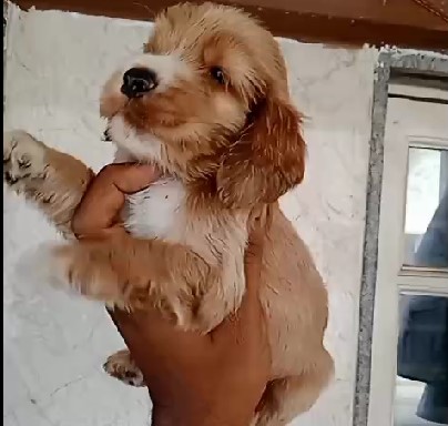 cocker spaniel dog price in bangalore