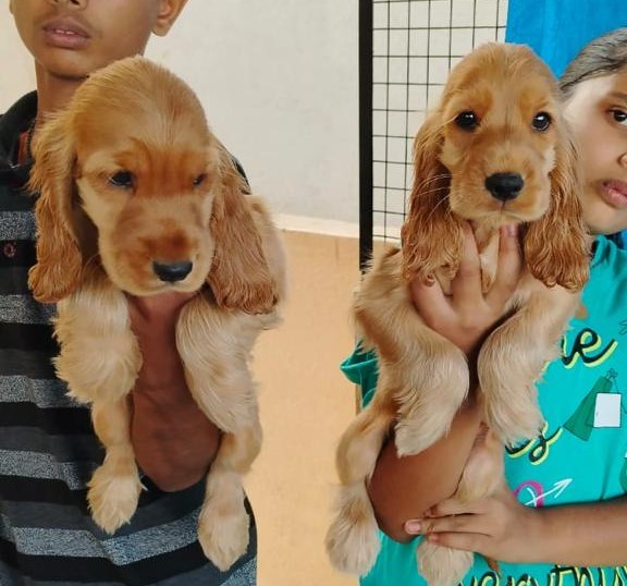 Cocker Spaniel dog price in India