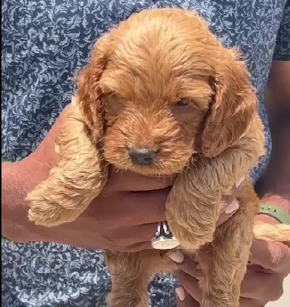 Cocker Spaniel dog for sale price in India