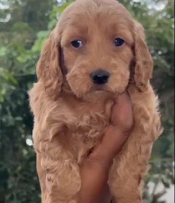 Buy Cocker Spaniel puppy online in India