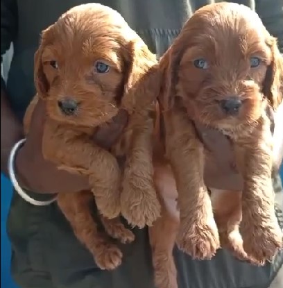 Cocker Spaniel female puppy price in India