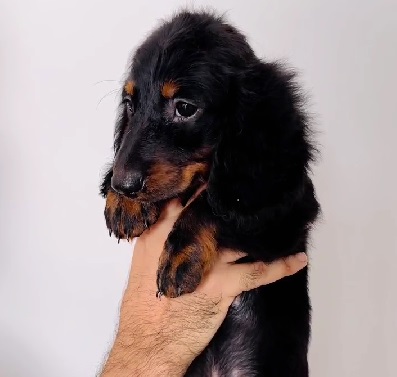 cocker spaniel dog for sale in kolkata