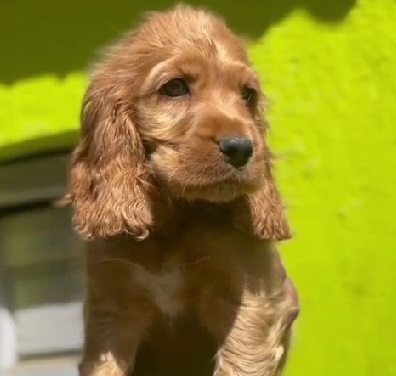 cocker spaniel online purchase in kolkata