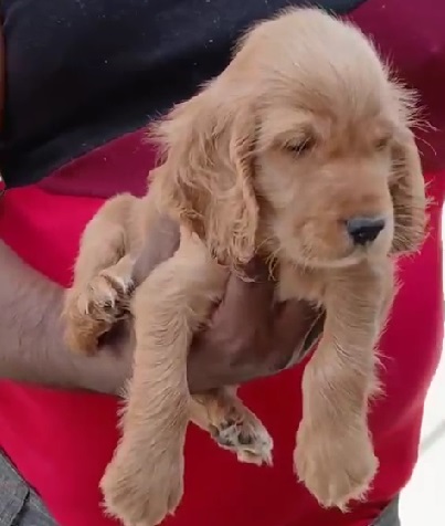 cocker spaniel male price in kolkata