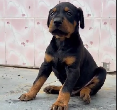 Doberman male puppy price in Ahmedabad