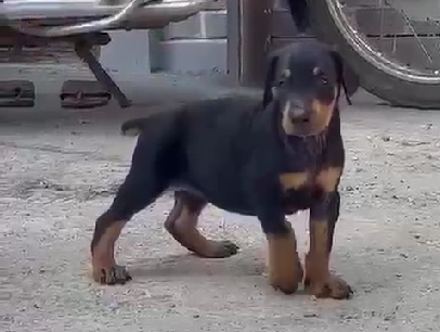 Doberman dog price in Ahmedabad