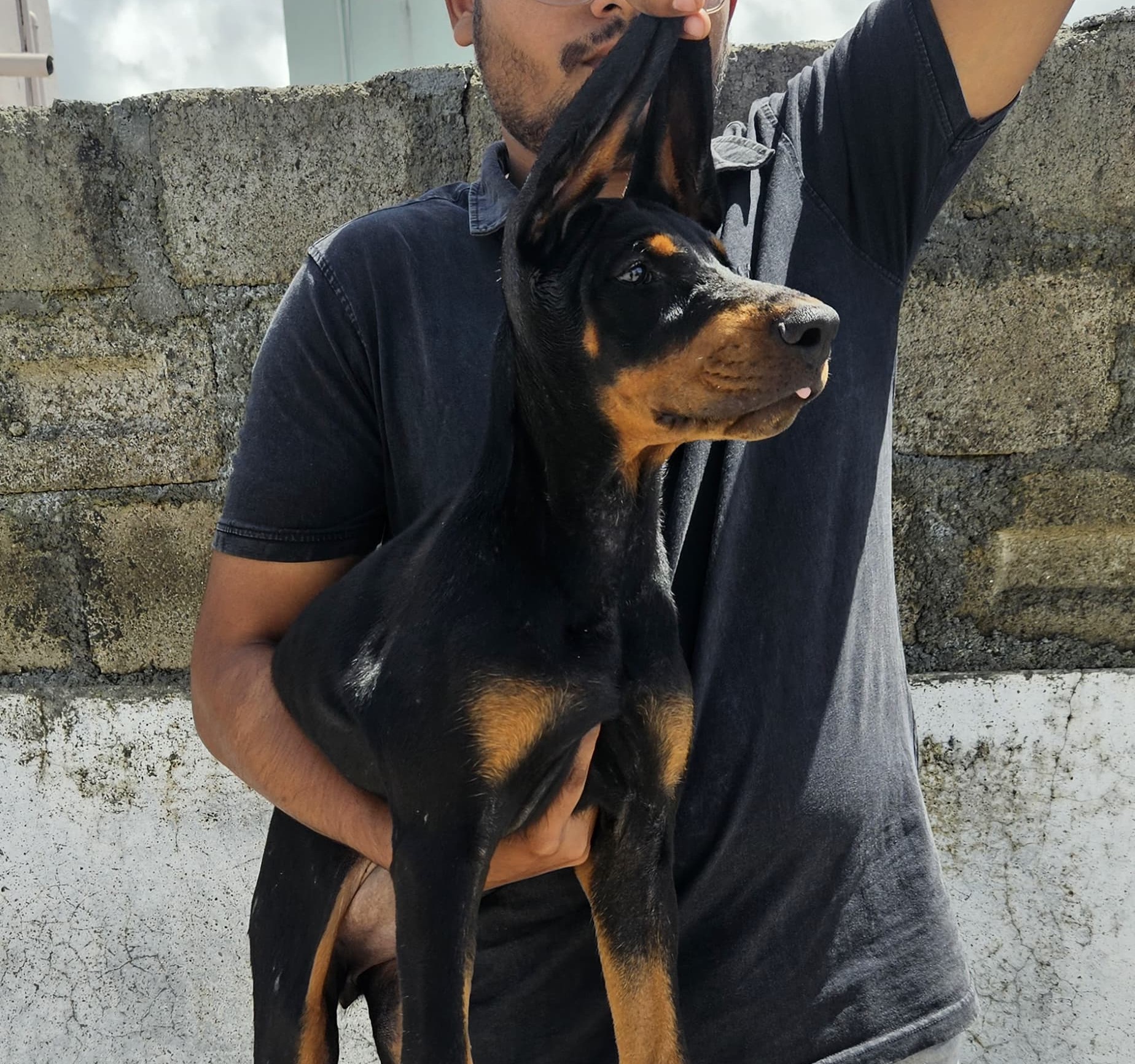 Doberman dog kennel in Ahmedabad