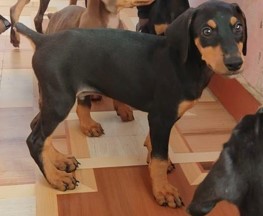 Doberman pet store in Ahmedabad