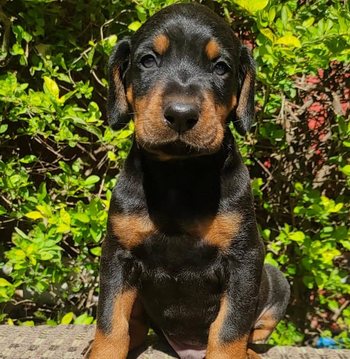 Doberman price in Bangalore