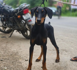 Doberman dog for sale in Bangalore