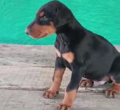 Doberman puppy price in Bangalore