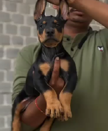 Doberman female puppy price in India