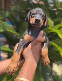 doberman price in mumbai.