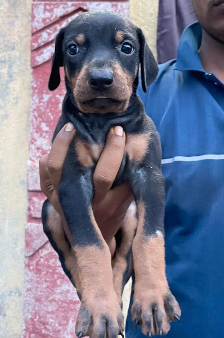 doberman puppy price in pune