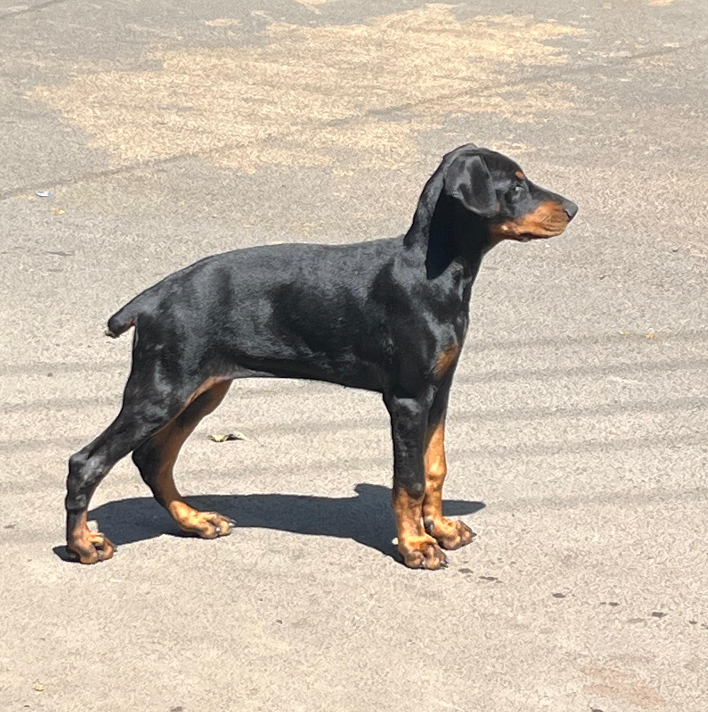 doberman breed price in pune