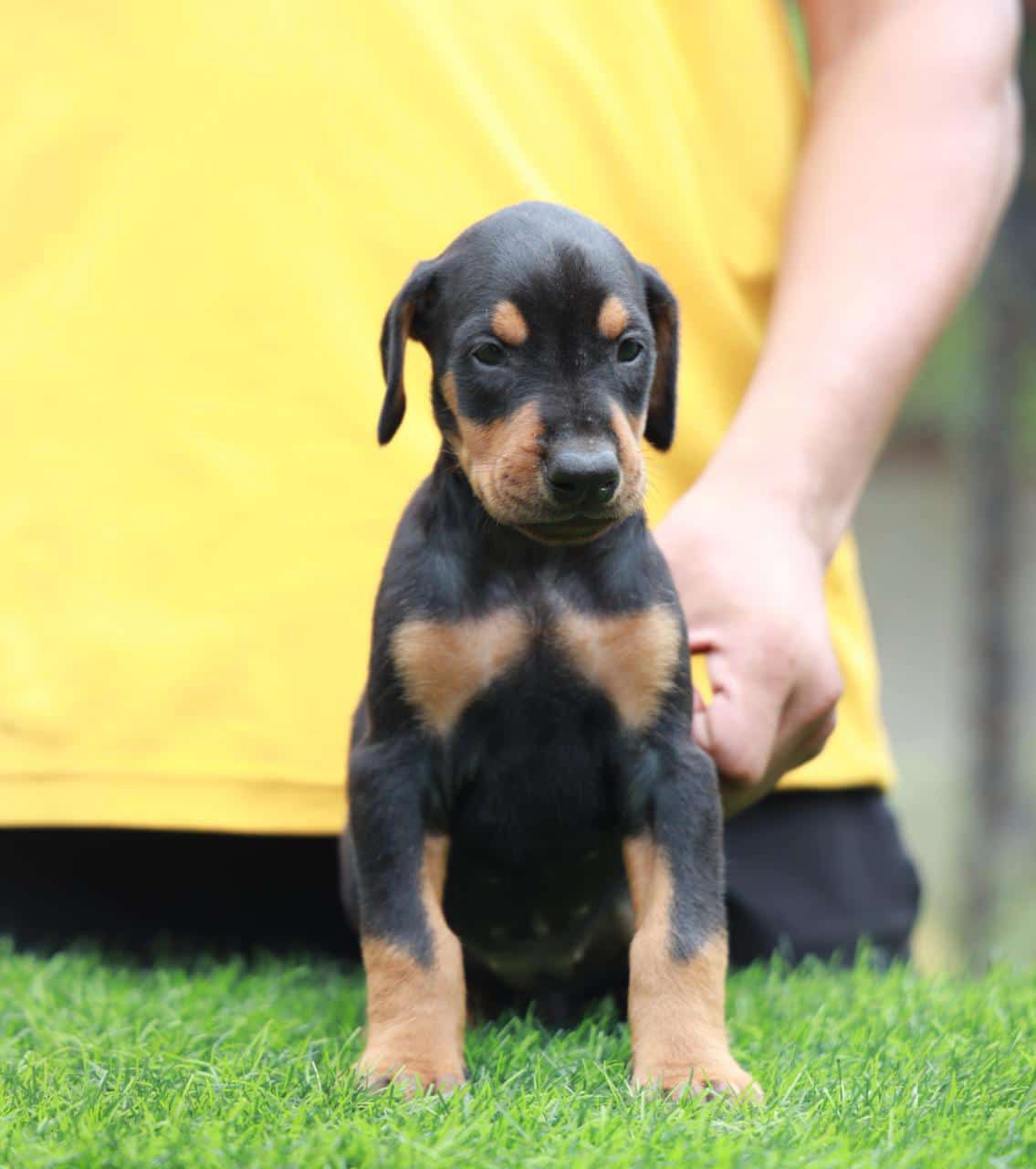 doberman dog for sale in pune