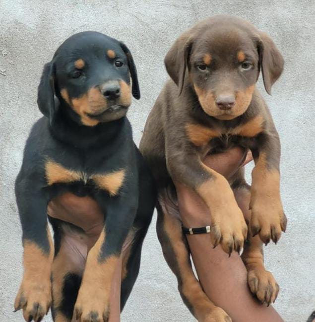 doberman dog breeder in pune