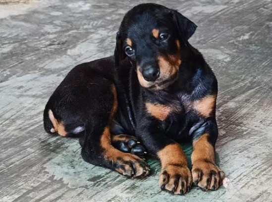 doberman price in visakhapatnam andhra pradesh