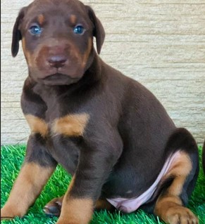 doberman price in visakhapatnam andhra pradesh