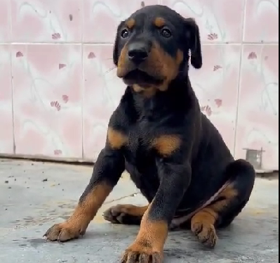 doberman price in visakhapatnam andhra pradesh