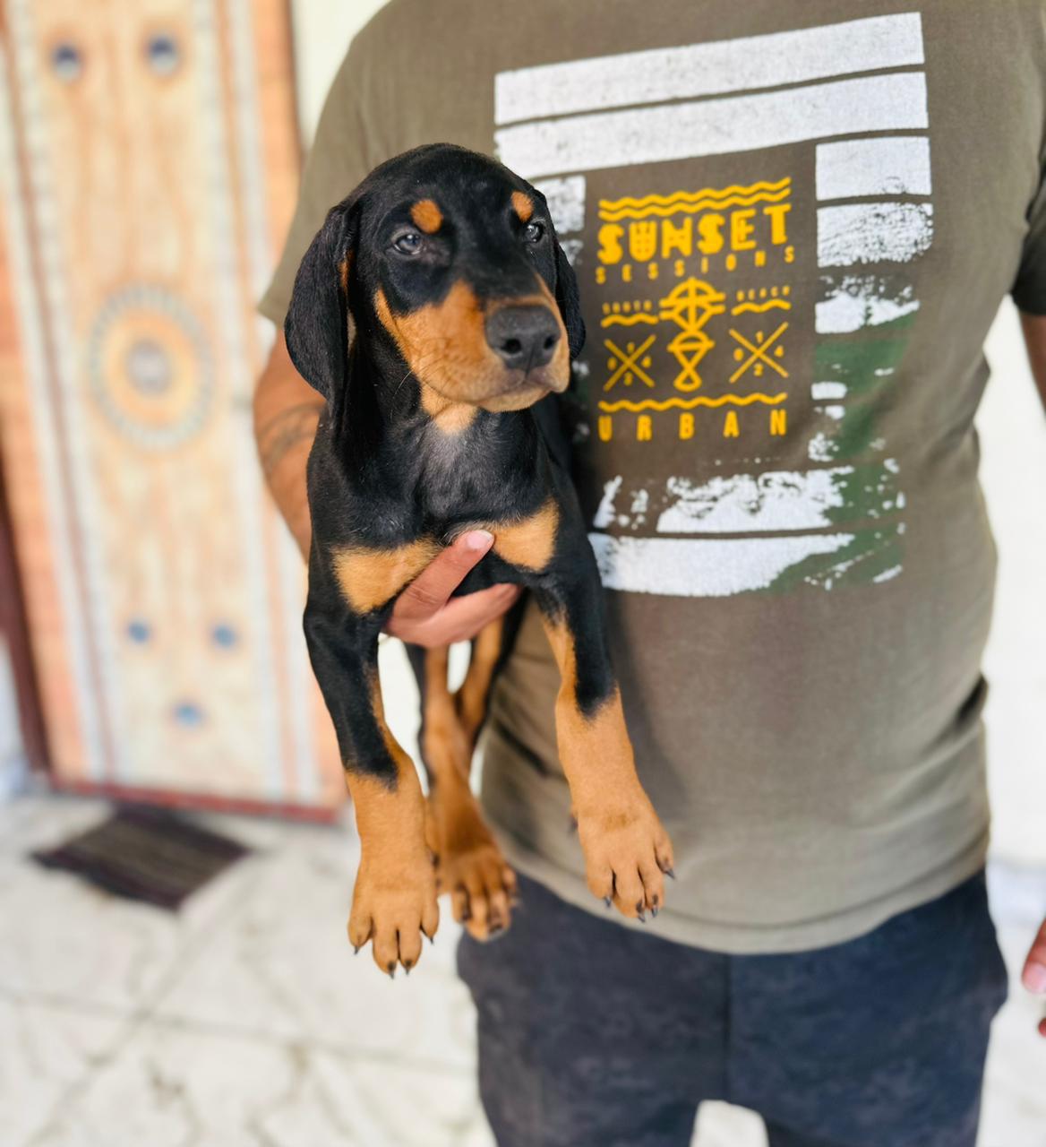 doberman female price in Mapusa-Goa