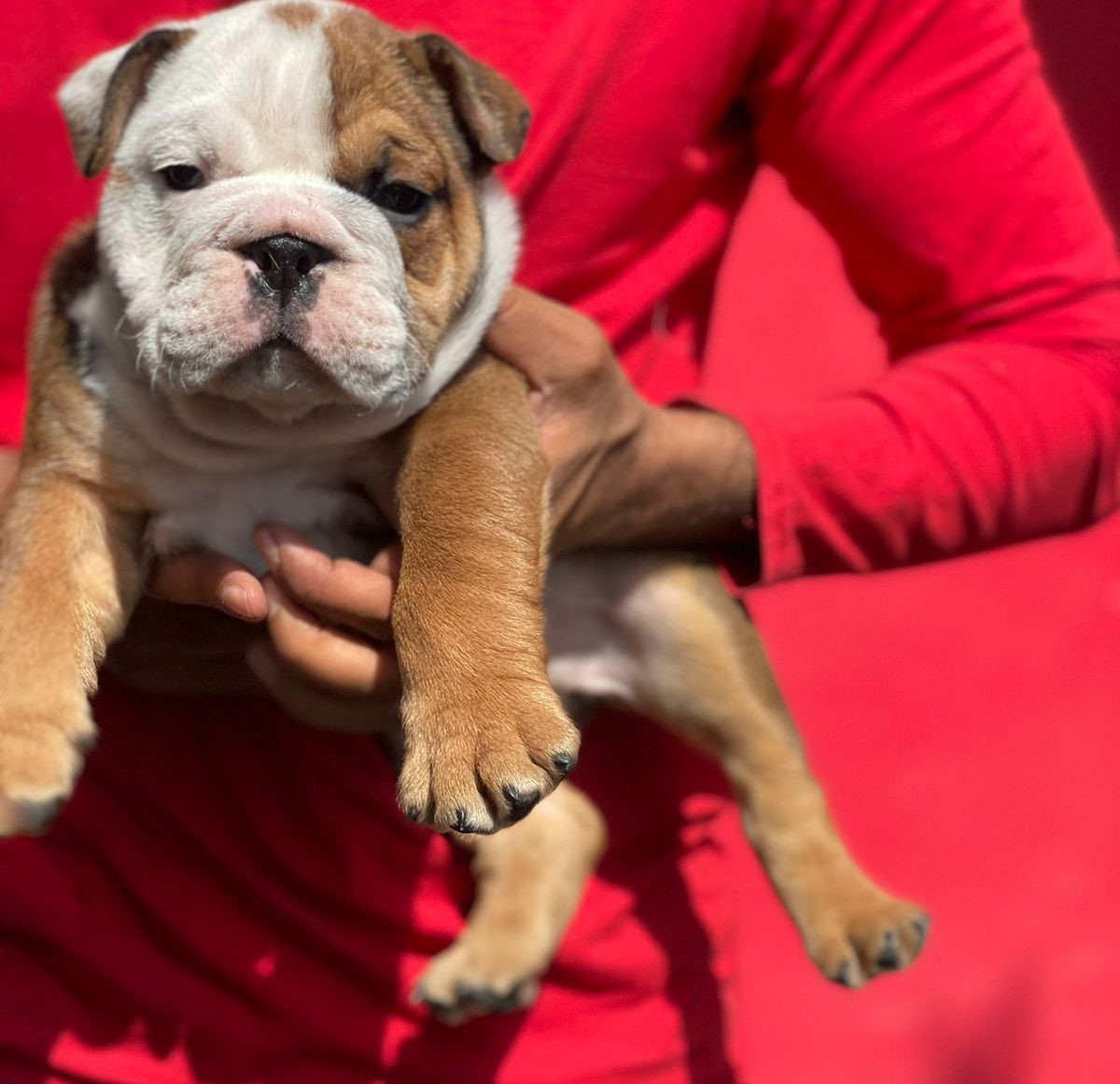 Sweet and Loyal English Bulldog for sale in Hyderabad