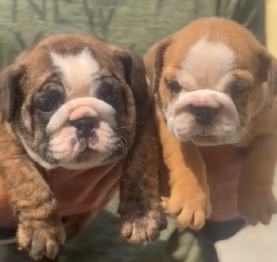 Gentle and Healthy English Bulldog for sale in Hyderabad