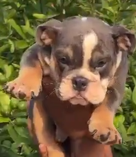 Protective and Very Smart English Bulldog for sale in Hyderabad