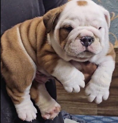 Friendly Natured English Bulldog for sale in Hyderabad