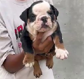 Adorable English Bulldog for sale in Hyderabad