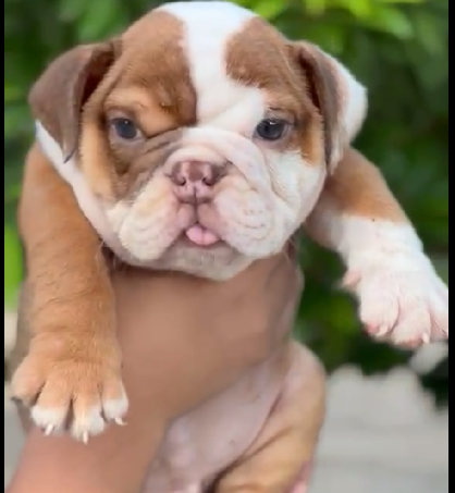 Intelligent English Bulldog for sale in Hyderabad