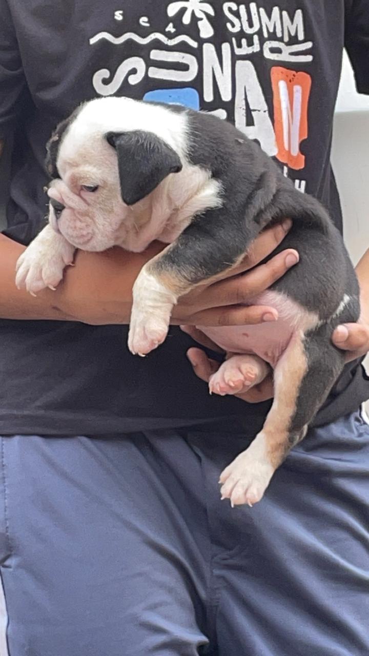 Wonderful and Familyfriend English Bulldog for sale in Hyderabad