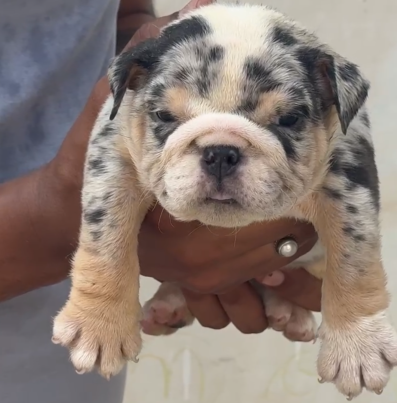 english-bulldog-2M