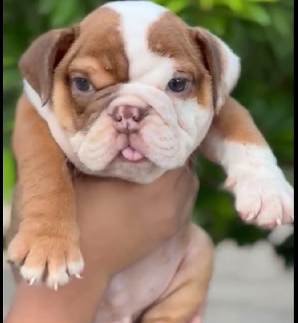 English Bulldog price in Ahmedabad