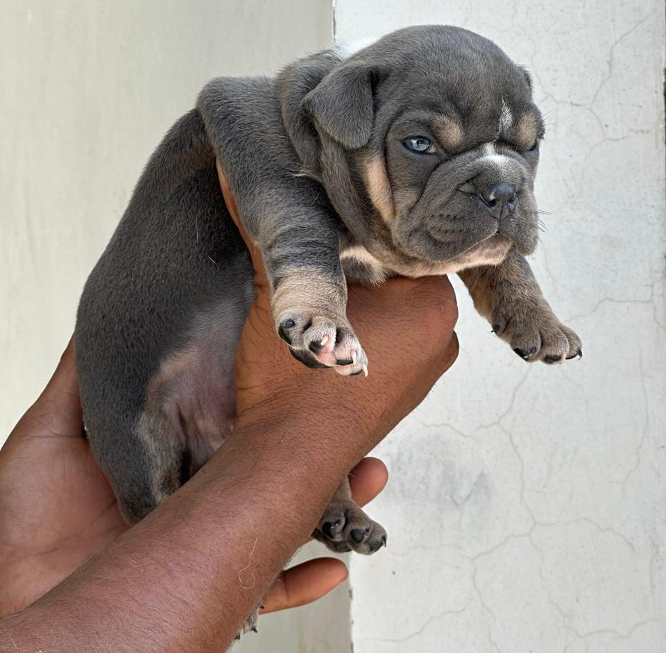 English Bulldog male puppy price in Ahmedabad