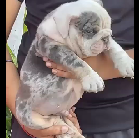 English Bulldog for sale in Ahmedabad