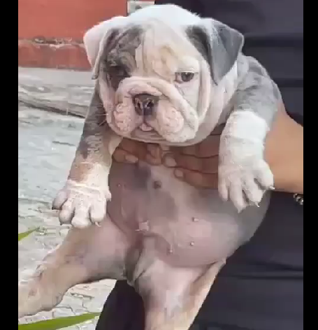 English Bulldog dog kennel in Ahmedabad