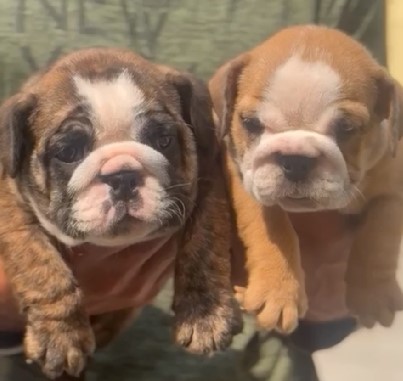 English Bulldog Male And Female Puppies for Sale In Chennai.