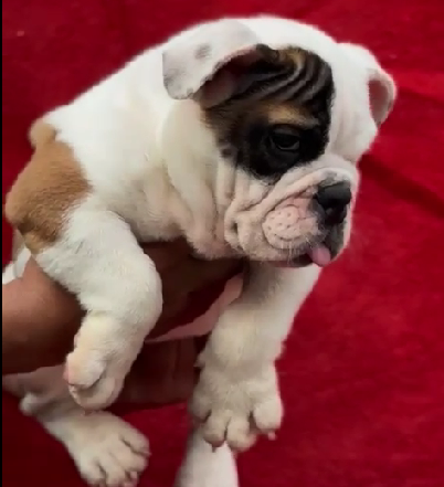 Smart bulldog Price in Chennai.
