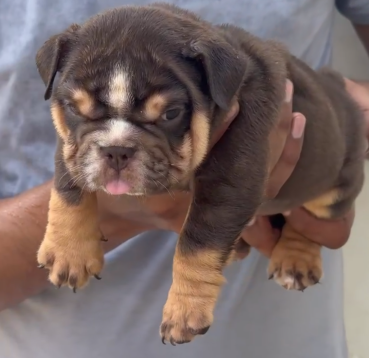English bulldog puppies price in your city chennai.