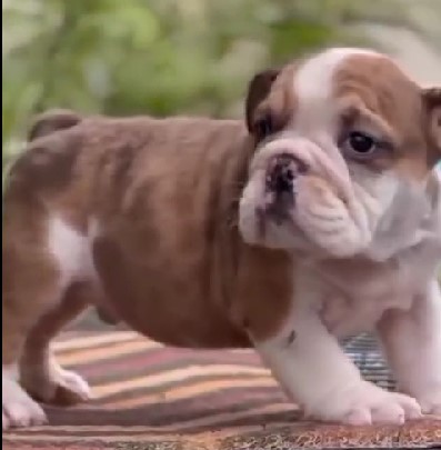 English Bulldog Price In Chennai