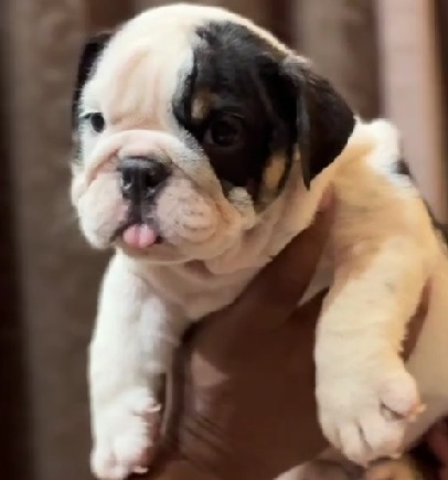 English Bulldog for sale in india